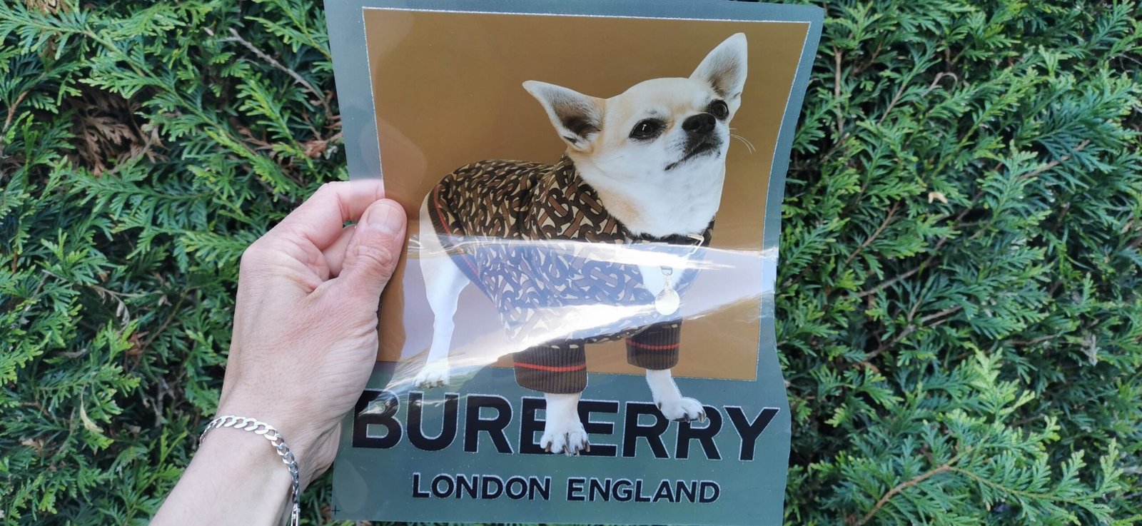 Burberry Dog Big Color Logo
